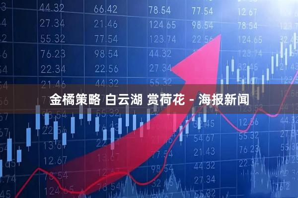 金橘策略 白云湖 赏荷花 - 海报新闻